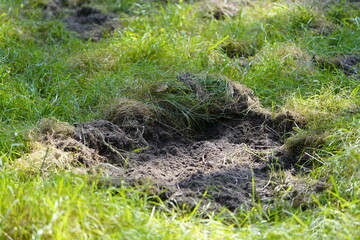 
Here wild boars (Sus scrofa), also known as the wild swine, have searched for food in the forest floor and disturbed the soil. Priborn, Mecklenburg-Vorpommern, Germany,
