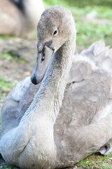Young swan from the front