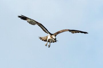 Balbuzard pêcheur, Pandion haliaetus, Western Osprey