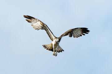 Obraz premium Balbuzard pêcheur, Pandion haliaetus, Western Osprey