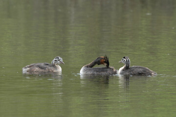 Grèbe huppé,.Podiceps cristatus, Great Crested Grebe, femelle et jeune