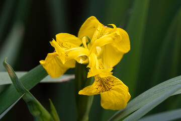Fototapeta premium Iris pseudacorus, Iris des marais