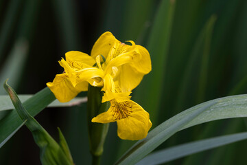 Iris pseudacorus, Iris des marais