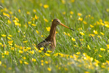 Barge à queue noire,.Limosa limosa, Black tailed Godwit