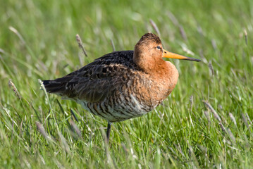 Barge &agrave; queue noire,.Limosa limosa, Black tailed Godwit