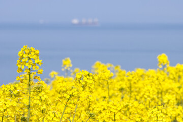 Obraz premium 海辺の菜の花畑