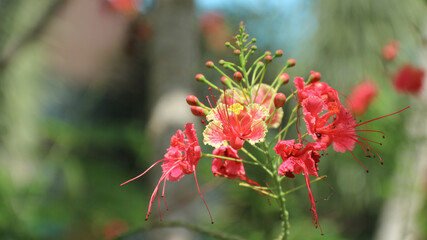 Peacock Flower, Caesalpinia pulcherrima is a species of flowering plant in the pea family, beautiful orange and yellow color Peacock Flower.