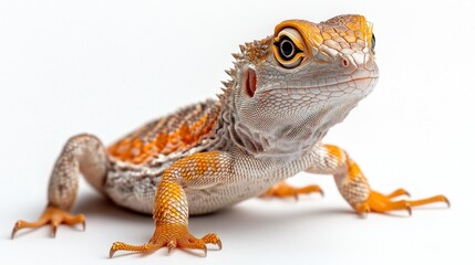 Naklejka premium A striking lizard showcases its vivid colors and intricate patterns while exploring