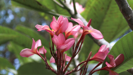 Plumeria rubra L. ‘Siam Red (Bunga Kamboja merah; Bunga Jepun). A group of plants in the genus Plumeria. These flowers are for Balinese Hindu prayers and as an ornamental plant in Bali.