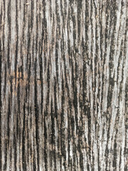 Obraz premium texture of the bark of a tree