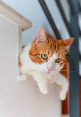 brown and white cat with yellow eyes on the stairs. close up