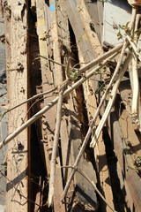 Old wood pile was eating by the termites