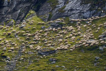 Flock of sheep on the mountain, grazing