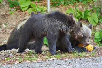 Bears at the roadside in Romania