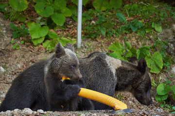 Bears at the roadside in Romania