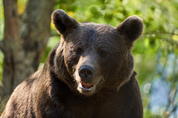 Large brown bear portrait