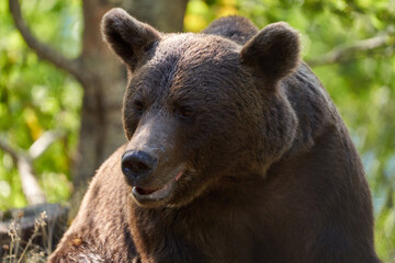 Large brown bear portrait