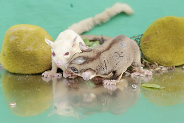 A pair of adult sugar gliders are eating sunflower seeds that fall to the ground. This mammal has...