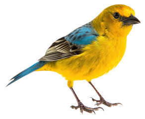 PNG Animal canary bird budgerigar.