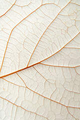 Fototapeta premium Macro texture of dried translucent leaf with veins, natural background