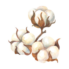 Ripe cotton bolls. Watercolor isolated dried fluffy cotton flowers composition for logo, labels, packaging design, ornaments and patterns decoration. Symbol of eco, wealth, abundance and prosperity