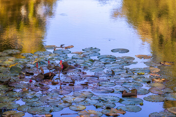natural background of many species of plants that are laid out in the park, for the propagation of the species and to provide shade for those who stop by while traveling to study the ecology.