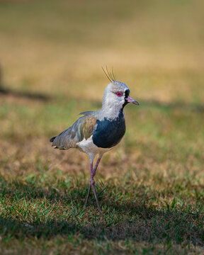 Southern Lapwing (Vanellus chilensis), Quero-quero