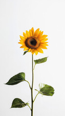 A Solitary Sunflower: A Minimalist Study in Yellow and Green