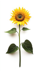Naklejka premium A Single Sunflower Stands Tall, Radiating Brightness Against a Pure White Background.