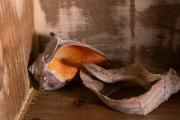 Seashells in a wooden box
