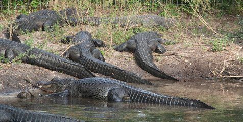 Allegator near the water