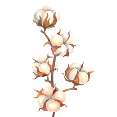 Cotton branch. Isolated illustration of twig with bolls of cotton plant. Watercolor eco cotton flowers for kitchen, bed, bathroom and spa textile or accessory. Sign of wellbeing and healthy lifestyle.