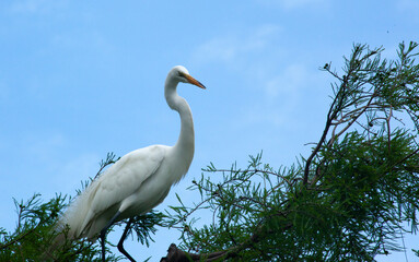 White Heron in nature