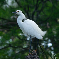 Snowy Egret in a tre