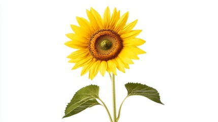 Obraz premium A single sunflower with its bright yellow petals and seeds visible, standing tall against a white backdrop, representing warmth and cheerfulness.