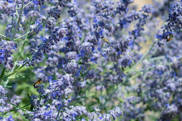 Bees in Lavender