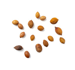 Argan Nuts Isolated, Argania Oil Seeds for Natural Organic Cosmetic, Skincare Argan Fruits