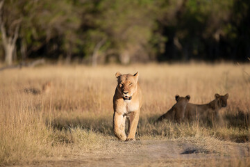 Fototapeta premium Lions in BWA