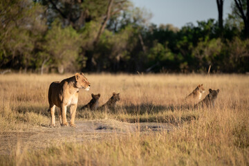 Lions in BWA