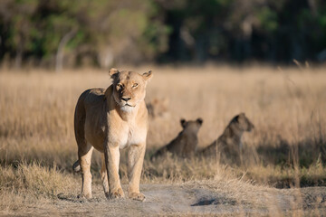 Lions in BWA