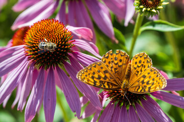 butterfly and bee on flower