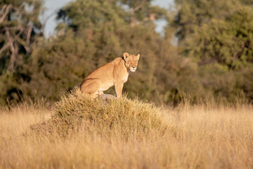 Lions in BWA