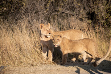 Lions in BWA