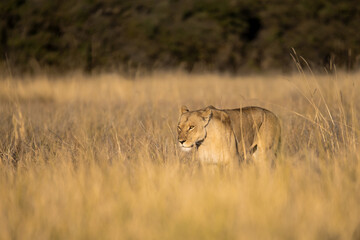 Lions in BWA