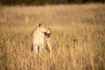 Fototapeta na wymiar Lions in BWA