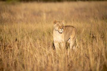 Lions in BWA