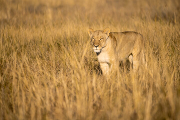 Lions in BWA