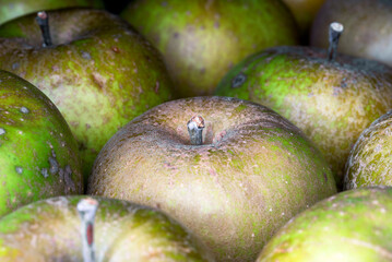 Golden Russet Apples on Table Close-up