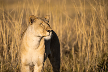 Lions in BWA