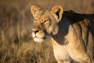 Lions in BWA